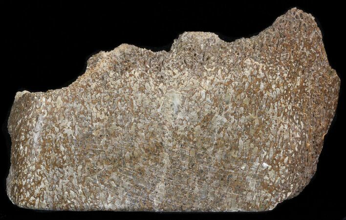 Polished Pliosaur (Liopleurodon) Bone - England #41019
